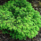 Picea abies 'Nidiformis'.png